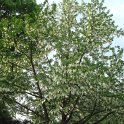 Davidia involucrata en fleur